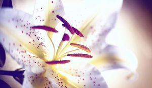 Preview wallpaper lily, flower, petals, stamens, light