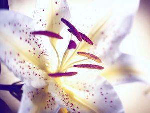 Preview wallpaper lily, flower, petals, stamens, light