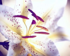 Preview wallpaper lily, flower, petals, stamens, light