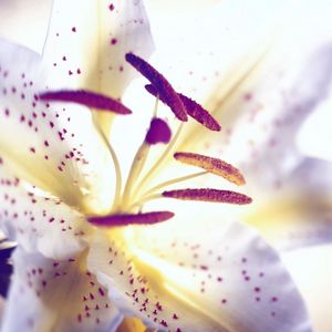 Preview wallpaper lily, flower, petals, stamens, light