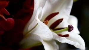 Preview wallpaper lily, flower, petals, shape, shadow