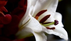 Preview wallpaper lily, flower, petals, shape, shadow