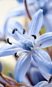 Preview wallpaper lily, flower, petals, pollen, macro, blue