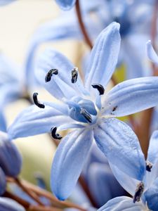 Preview wallpaper lily, flower, petals, pollen, macro, blue