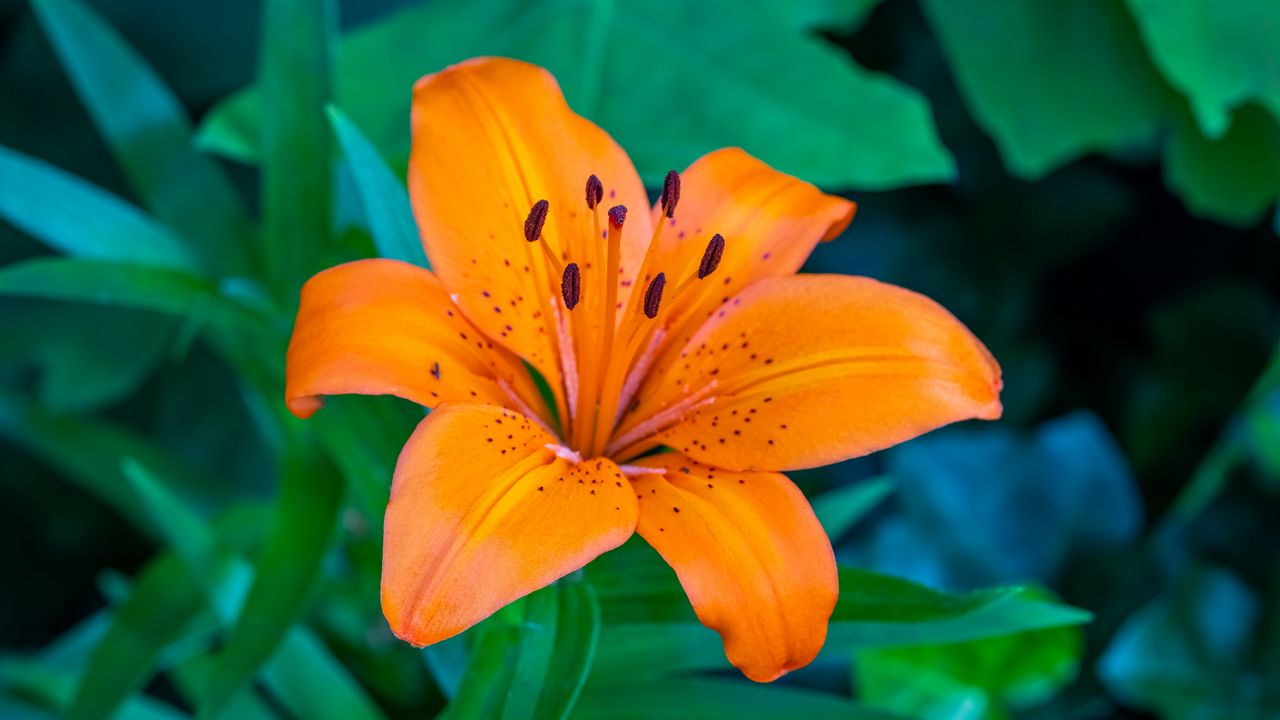 Wallpaper lily, flower, petals, orange