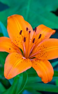 Preview wallpaper lily, flower, petals, orange