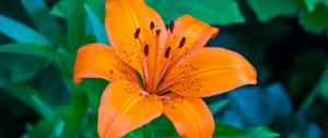 Preview wallpaper lily, flower, petals, orange