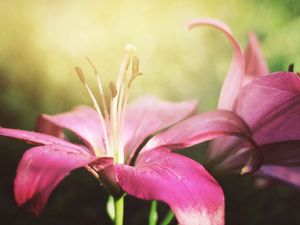 Preview wallpaper lily, flower, pink, petals