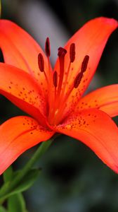 Preview wallpaper lily, flower, plant, red, macro