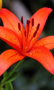 Preview wallpaper lily, flower, plant, red, macro
