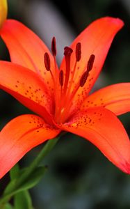 Preview wallpaper lily, flower, plant, red, macro
