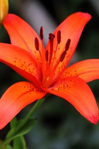 Preview wallpaper lily, flower, plant, red, macro