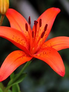 Preview wallpaper lily, flower, plant, red, macro