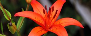 Preview wallpaper lily, flower, plant, red, macro