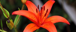 Preview wallpaper lily, flower, plant, red, macro