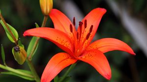 Preview wallpaper lily, flower, plant, red, macro