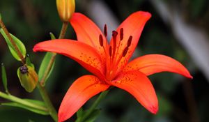 Preview wallpaper lily, flower, plant, red, macro