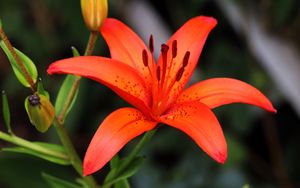Preview wallpaper lily, flower, plant, red, macro
