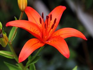 Preview wallpaper lily, flower, plant, red, macro