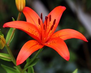 Preview wallpaper lily, flower, plant, red, macro