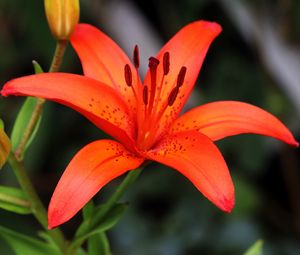 Preview wallpaper lily, flower, plant, red, macro