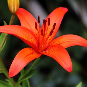 Preview wallpaper lily, flower, plant, red, macro