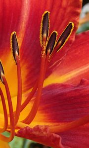 Preview wallpaper lily, flower, pollen, petals, macro