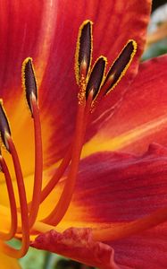 Preview wallpaper lily, flower, pollen, petals, macro