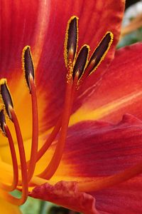 Preview wallpaper lily, flower, pollen, petals, macro