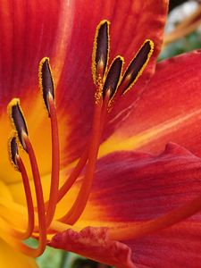 Preview wallpaper lily, flower, pollen, petals, macro