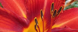 Preview wallpaper lily, flower, pollen, petals, macro