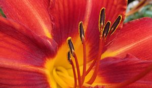 Preview wallpaper lily, flower, pollen, petals, macro