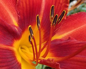 Preview wallpaper lily, flower, pollen, petals, macro