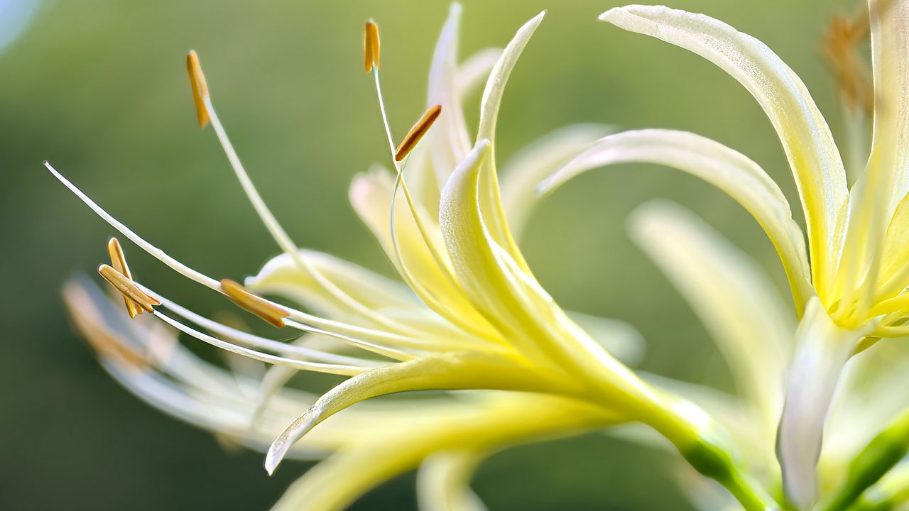 Wallpaper lily, flower, pollen, macro, blur