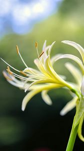 Preview wallpaper lily, flower, pollen, macro, blur