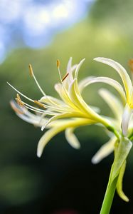 Preview wallpaper lily, flower, pollen, macro, blur