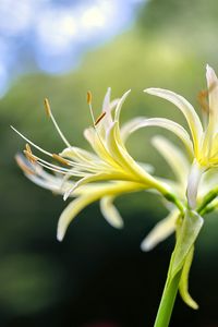 Preview wallpaper lily, flower, pollen, macro, blur