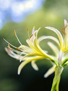 Preview wallpaper lily, flower, pollen, macro, blur