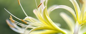 Preview wallpaper lily, flower, pollen, macro, blur