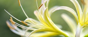 Preview wallpaper lily, flower, pollen, macro, blur