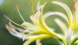 Preview wallpaper lily, flower, pollen, macro, blur