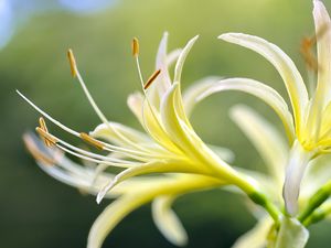 Preview wallpaper lily, flower, pollen, macro, blur