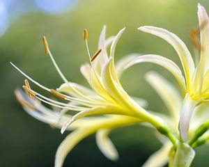 Preview wallpaper lily, flower, pollen, macro, blur