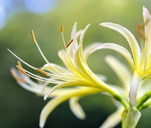 Preview wallpaper lily, flower, pollen, macro, blur