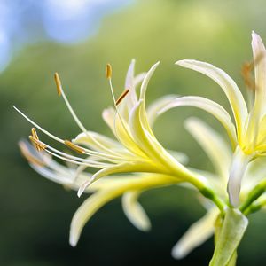 Preview wallpaper lily, flower, pollen, macro, blur