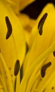 Preview wallpaper lily, flower, pollen, macro, yellow