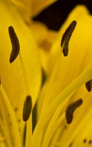 Preview wallpaper lily, flower, pollen, macro, yellow