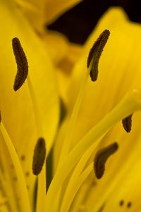 Preview wallpaper lily, flower, pollen, macro, yellow