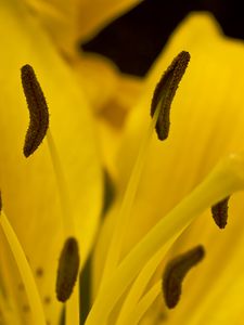 Preview wallpaper lily, flower, pollen, macro, yellow