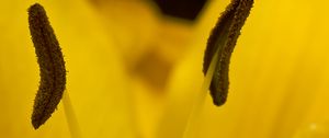 Preview wallpaper lily, flower, pollen, macro, yellow